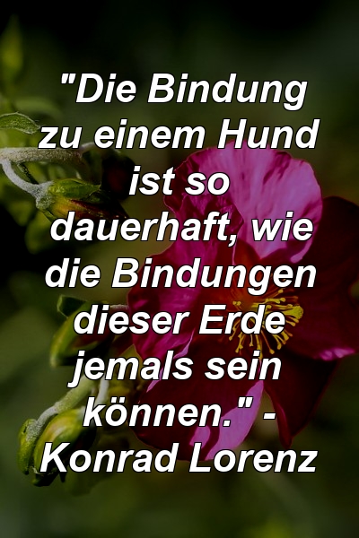 "Die Bindung zu einem Hund ist so dauerhaft, wie die Bindungen dieser Erde jemals sein können." - Konrad Lorenz